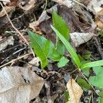 Hexastylis arifolia Lehti