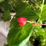 Begonia spp. ᱵᱟᱦᱟ