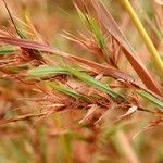 Themeda quadrivalvis Fruit