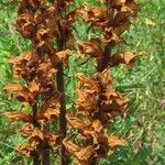 Orobanche rapum-genistae Flor