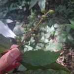Vismia camparaguey Blüte