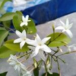 Jasminum neocaledonicum Blüte