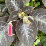 Kohleria amabilis 整株植物