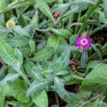 Centaurea seridis Habit