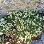 Saxifraga pentadactylis Habit