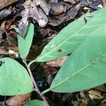 Coelocaryon preussii Hoja