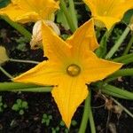 Cucurbita pepo Flower