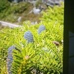 Abies balsamea 树皮