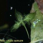 Lemna trisulca Hoja