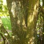 Quercus robur Rusca