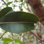 Calophyllum tacamahaca Leaf