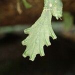 Trichomanes chamaedrys Leaf