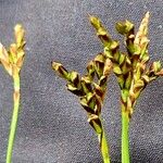 Carex digitata Квітка