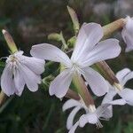 Saponaria officinalisFlower