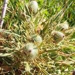 Cirsium echinatum 葉