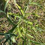 Gutenbergia cordifolia Folio