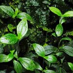 Sphagneticola trilobata Leaf