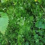 Galium palustre Hábito