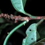 Amphirrhox longifolia Blodyn