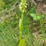 Pseudorchis albida Blüte