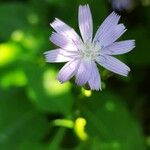 Lactuca floridana 花