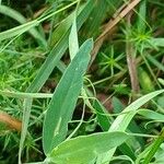 Lathyrus hirsutus Folio