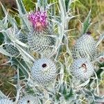 Cirsium echinatum 花