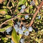 Prunus x fruticans Arall