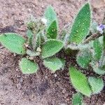 Craterostigma hirsutum Hoja
