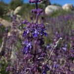 Trichostema parishii Celota