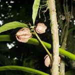 Carpotroche platyptera Fruit