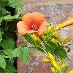 Campsis grandiflora Fleur