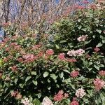 Viburnum rigidum Fleur