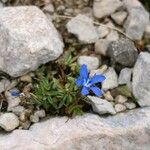 Gentiana sierrae Flower