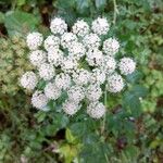 Angelica sylvestrisFlower