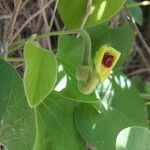 Aristolochia tomentosa Kwiat