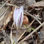 Crocus reticulatus 花