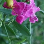 Lathyrus tuberosus Цвят