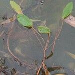 Potamogeton polygonifolius ᱥᱟᱠᱟᱢ