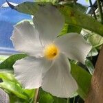 Mandevilla boliviensis Kvet