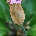 Petrorhagia nanteuilii Flower