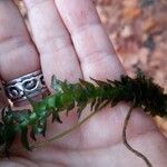 Elodea canadensis Hoja