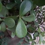 Clusia fluminensis Blatt