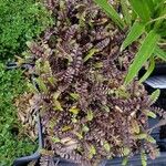 Leptinella squalida ശീലം