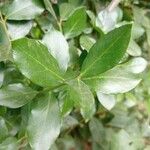 Acokanthera schimperi Blatt