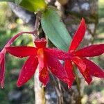 Cattleya wittigiana പുഷ്പം