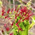 Combretum coccineum Blüte