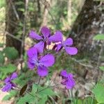 Lunaria annuaFlower