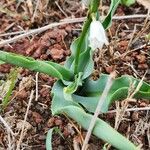 Chlorophytum tuberosum Blatt