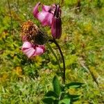 Lilium martagonFlower